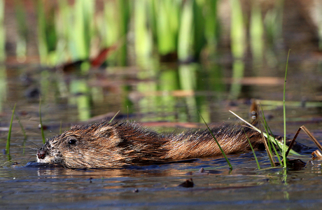 Bisamratte (Ondatra zibethicus) - © Gernot Kunz